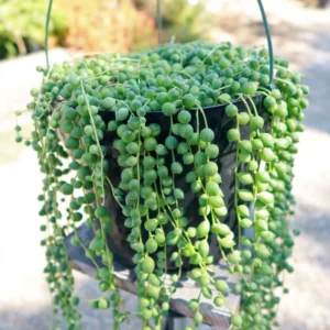 String of Pearls Plant Senecio rowleyanus Trailing Succulent 2.5