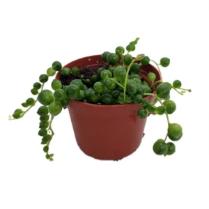 String of Pearls Plant Senecio rowleyanus Trailing Succulent 2.5" Pot