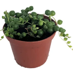 String of Pearls Plant Senecio rowleyanus Trailing Succulent 2.5