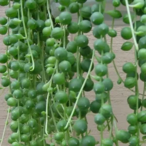 String of Pearls Plant Senecio rowleyanus Trailing Succulent 2.5