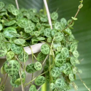 String of Turtles Plant Peperomia prostrata Rooted 3 inch Pot