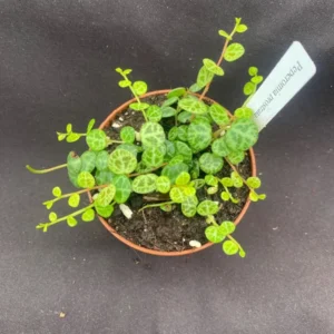 String of Turtles Plant Peperomia prostrata Rooted 3 inch Pot