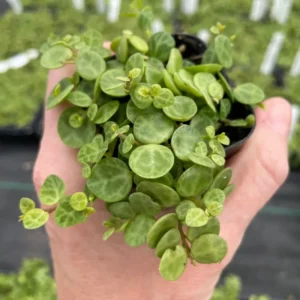 String of Turtles Plant Peperomia prostrata Rooted 3 inch Pot