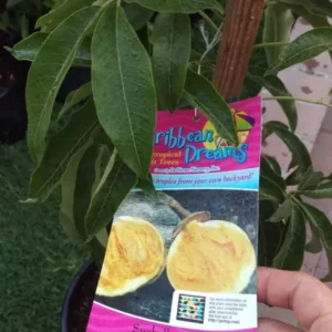 Suebelle Sapote Tropical Fruit Tree - Live Potted Exotic Fruit Tree Plant