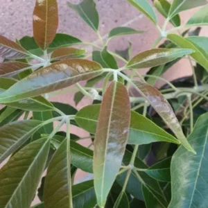 Suebelle Sapote Tropical Fruit Tree - Live Potted Exotic Fruit Tree Plant