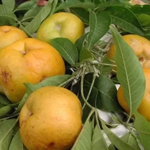 Suebelle Sapote Tropical Fruit Tree - Live Potted Exotic Fruit Tree Plant