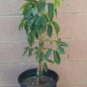 Suebelle Sapote Tropical Fruit Tree - Live Potted Exotic Fruit Tree Plant