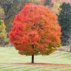 Sugar Maple Tree - 5 Bare Root Acer Saccharum Hard Maple 12 to 24in