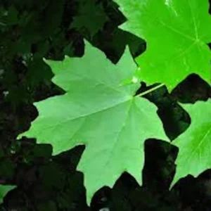 Sugar Maple Tree - 5 Bare Root Acer Saccharum Hard Maple 12 to 24in