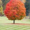 Sugar Maple Tree - Acer saccharum - Shade and Syrup - 2 to 3 ft Tall - Fall Color