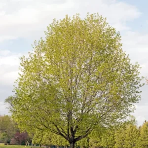 Sugar Maple Tree - Acer saccharum - Shade and Syrup - 2 to 3 ft Tall - Fall Color