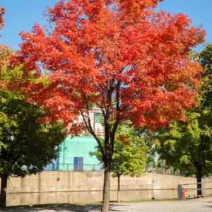 Sugar Maple Tree - Acer saccharum - Shade and Syrup - 2 to 3 ft Tall - Fall Color