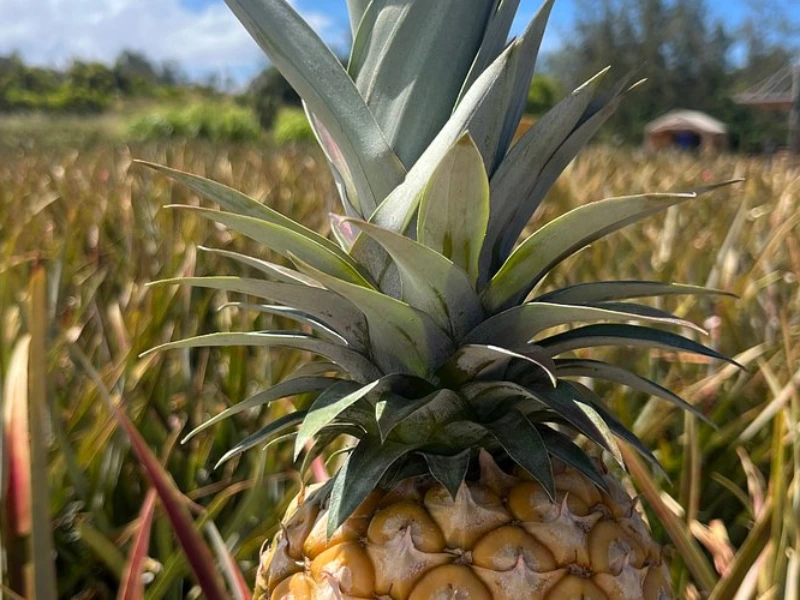 Sugarloaf Pineapple