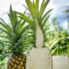 Sugarloaf Pineapple Plant - 5 Starter Plants - Edible Fruit Bush Perennial