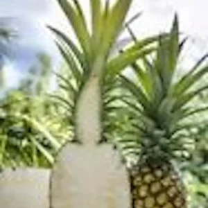 Sugarloaf Pineapple Plant - 5 Starter Plants - Edible Fruit Bush Perennial