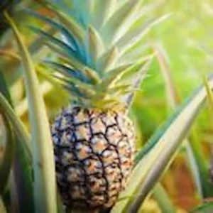 Sugarloaf Pineapple Plant - 5 Starter Plants - Edible Fruit Bush Perennial