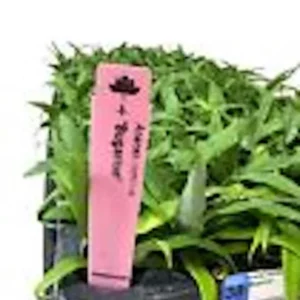 Sugarloaf Pineapple Plant - 5 Starter Plants - Edible Fruit Bush Perennial