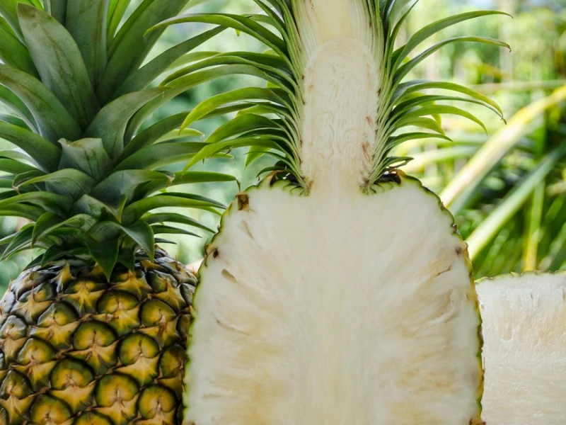 Sugarloaf Pineapple