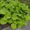 Sum and Substance Hosta - 2004 Hosta of the Year - Live Plant Quart Pot