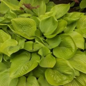 Sum and Substance Hosta - 2004 Hosta of the Year - Live Plant Quart Pot