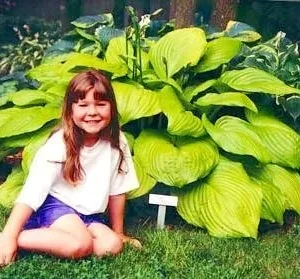 Sum and Substance Hosta - 2004 Hosta of the Year - Live Plant Quart Pot