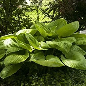 Sum and Substance Hosta - 2004 Hosta of the Year - Live Plant Quart Pot
