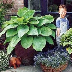 Sum and Substance Hosta - 2004 Hosta of the Year - Live Plant Quart Pot
