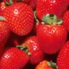 Summer Bearing Strawberry Plants - Bare Root Red Large Berries
