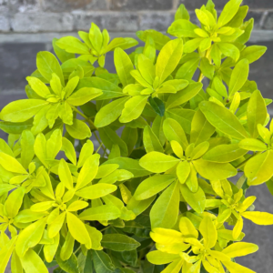 Alternative view of Choisya Ternata Sundance Mexican Orange Plant 6-12" Yellow Flowers