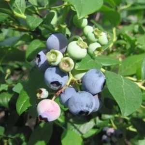 Sunshine Blue Blueberry Plant - Healthy Roots Live Plant - 2 Gallon Pot - Blue-Green Foliage