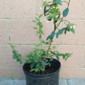Sunshine Blue Blueberry Plant - Healthy Roots Live Plant - 2 Gallon Pot - Blue-Green Foliage