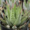 Super Zebra Plant Haworthia fasciata - 2.5 Inch Potted Succulent