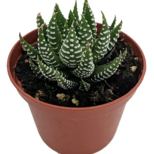 Super Zebra Plant Haworthia fasciata - 2.5 Inch Potted Succulent
