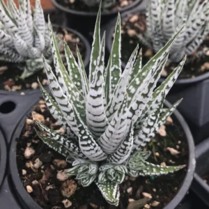 Super Zebra Plant Haworthia fasciata - 2.5 Inch Potted Succulent