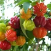 Surinam Cherry Plant - Pitanga Tropical Fruit Tree - 3 to 4 ft Live Plant