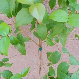 Surinam Cherry Plant - Pitanga Tropical Fruit Tree - 3 to 4 ft Live Plant