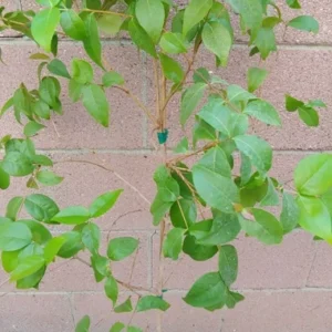 Surinam Cherry Plant - Pitanga Tropical Fruit Tree - 3 to 4 ft Live Plant