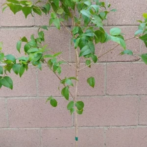 Surinam Cherry Plant - Pitanga Tropical Fruit Tree - 3 to 4 ft Live Plant