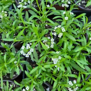 Sweet Alyssum Plant - Lobularia Snow Princess - White Flowers - 4