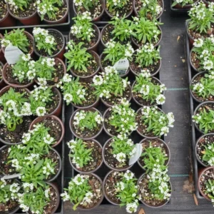 Sweet Alyssum Plant - Lobularia Snow Princess - White Flowers - 4