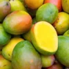 Sweet Mango Tree Live Plant - Yellow Mango Tree - 8-12 Inch Outdoor Growing