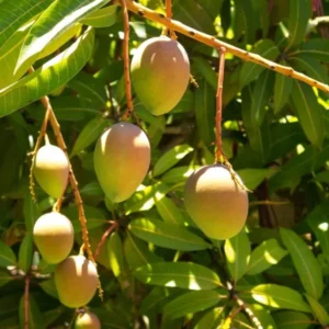 Sweet Mango Tree Live Plant - Yellow Mango Tree - 8-12 Inch Outdoor Growing