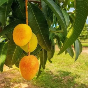 Sweet Mango Tree Live Plant - Yellow Mango Tree - 8-12 Inch Outdoor Growing