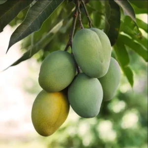Sweet Mango Tree Live Plant - Yellow Mango Tree - 8-12 Inch Outdoor Growing