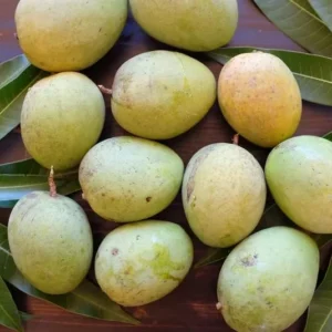Sweet Mango Tree Live Plant - Yellow Mango Tree - 8-12 Inch Outdoor Growing