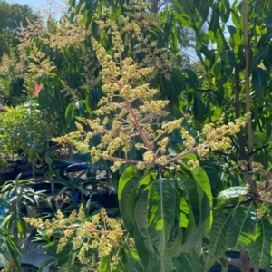 Sweet Mango Tree Live Plant - Yellow Mango Tree - 8-12 Inch Outdoor Growing