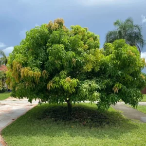 Sweet Mango Tree Live Plant - Yellow Mango Tree - 8-12 Inch Outdoor Growing