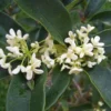 Sweet Olive Osmanthus Fragrans Live Plant Fragrant Tea Olive 3 Gallon Pot