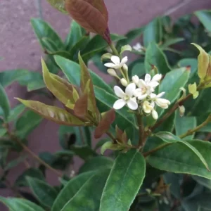 Sweet Olive Osmanthus Fragrans Live Plant Fragrant Tea Olive 3 Gallon Pot