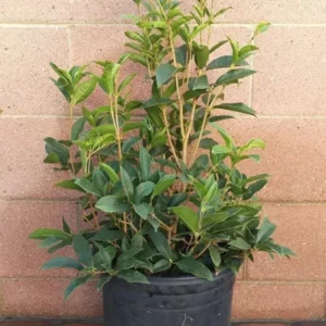 Sweet Olive Osmanthus Fragrans Live Plant Fragrant Tea Olive 3 Gallon Pot